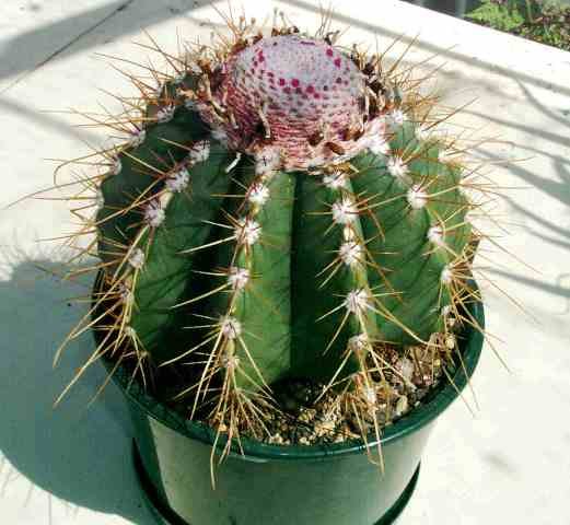 Melocactus_oreas